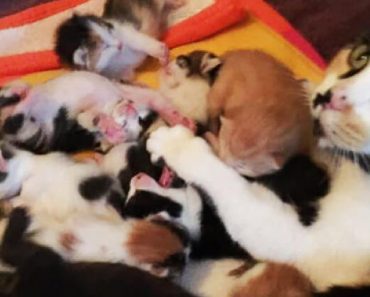 Rescue Cat Mom Saves Orphaned Kittens After Their Mother Abandoned Them