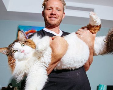 Their 28 Lb Maine Coon Is The Largest Cat In NYC, And Is Actually Larger Than Most Bobcats