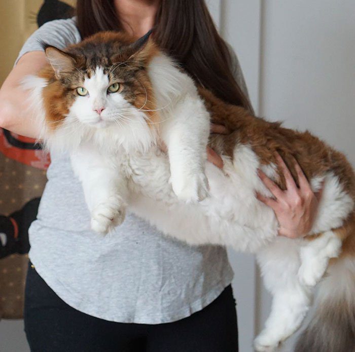 largest cat
