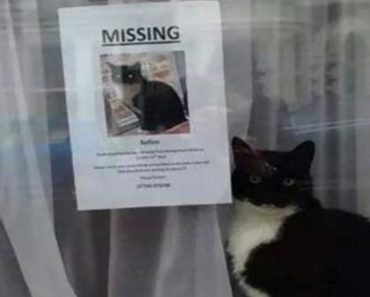 Missing Cat Is Found Sitting Right Next To His Own ‘Missing Cat’ Ad