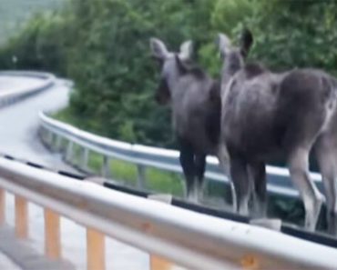 Two Moose Travel On The Pedestrian Walkway, But Look Very Closely When They Encounter A Cyclist…