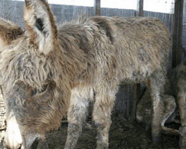 After They Tossed A Wolf Into A Donkey’s Stall, The Outcome Surprised Everyone…