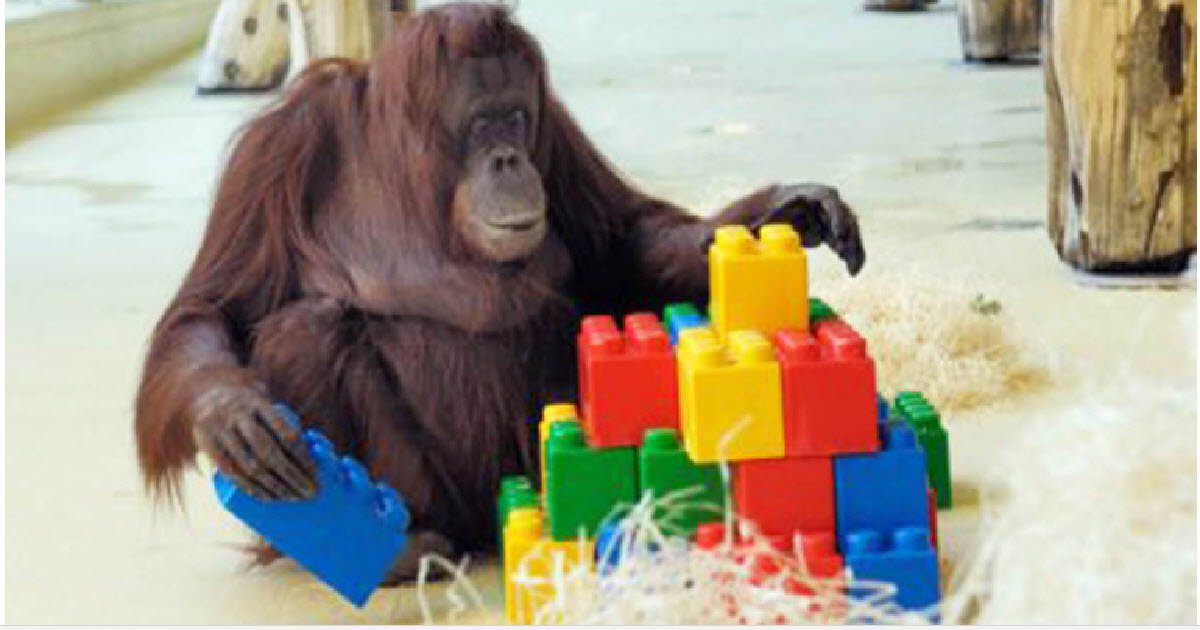orangutan playing lego