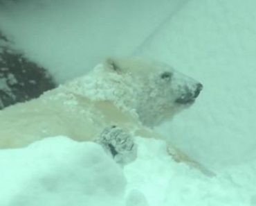 Zoo Closes For Snow Day: Animals Have An Absolute Blast!