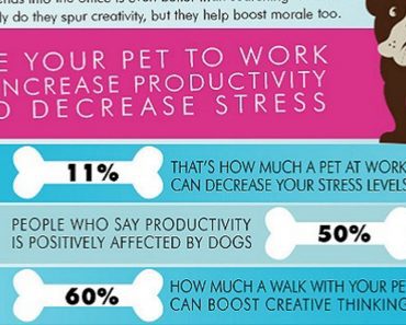 The Many Wonderful Reasons Why You Should Take Your Pet To Work With You