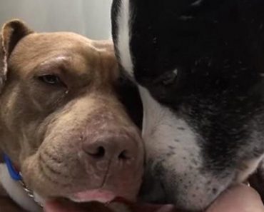 Two Homeless Dogs Are Scared Of Being Rescued, Until They Realize They Are Going Together…