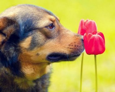 Plants That Animals Lovers Should Never Have In Their Garden