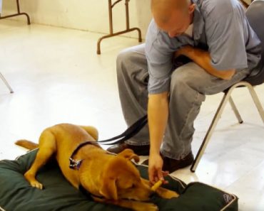 Inmates Are Training Stray Dogs Inside Their Jail Cells