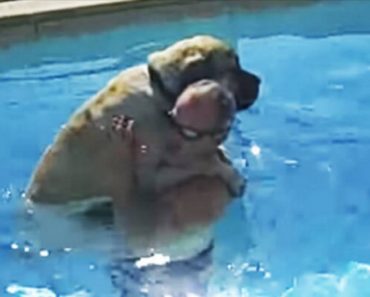 Mastiff Puppy Learning How To Swim Is Hilarious