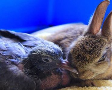 Rescuers Discover Baby Rabbit And Pigeon Had Torn Down Incubator Wall So They Could Be Together