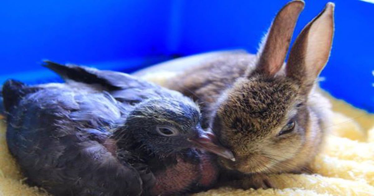 rabbit and pigeon friendship