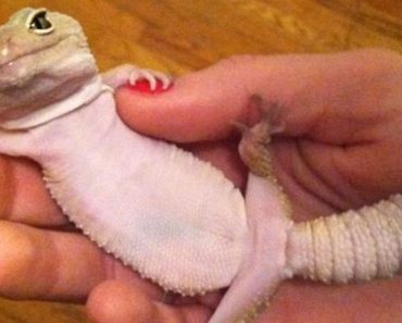 Who Knew Reptiles Could Be This Cute?