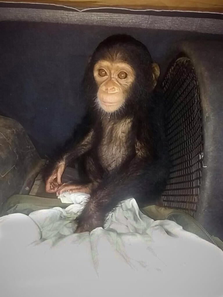 rescued baby chimp
