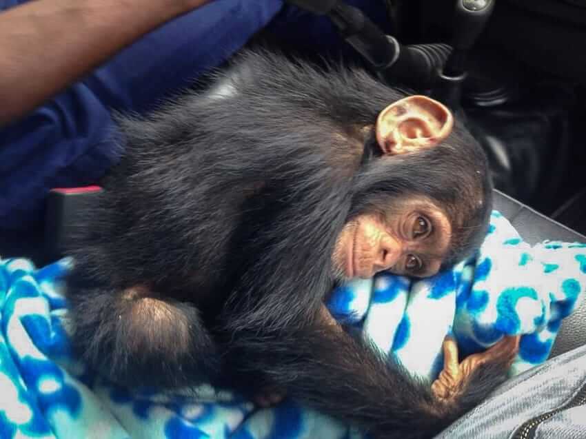 rescued baby chimp