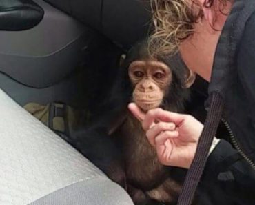 Baby Chimp Was So Depressed And About To Give Up On Life, Then A Miracle Happened