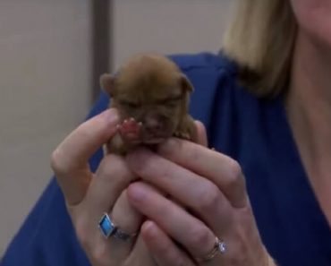 Newborn Puppies Discarded Like Trash Are Quickly Rescued