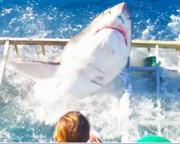 Diver Was Inside A Shark Resistant Cage When A Great White Breaks In