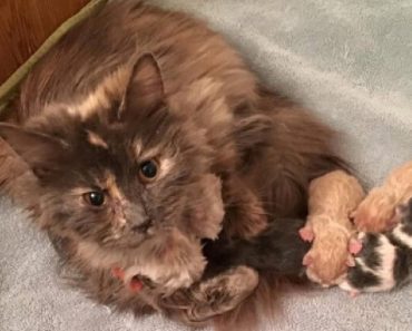 After She Delivered Her Babies, Starving Cat Began Eating Again