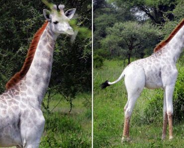 Rare White Giraffe Spotted In Tanzania Is Absolutely Stunning…