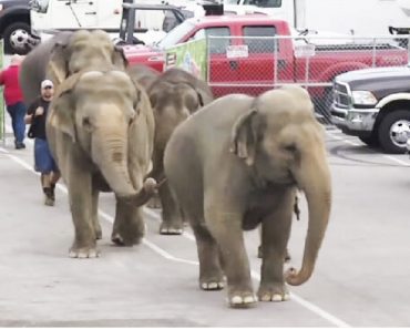 Circus Releases All Elephants And Walks Them To Freedom