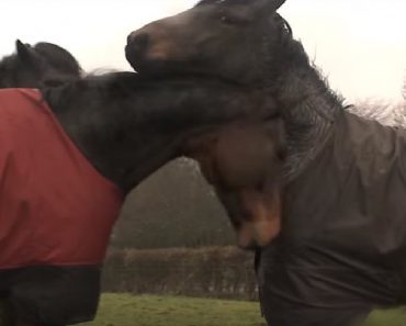 Trio Of Horses Had Been Apart For 4 Years, Their Reunion Is Heartwarming…