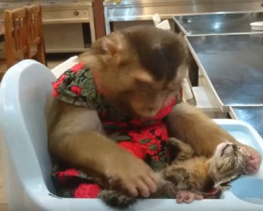 Monkey And His Stray Kitten Are Beyond Adorable