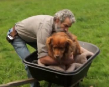 An Old Dog Was Chained Up For 14 Years, Until This Incredible Man Stepped In To Help