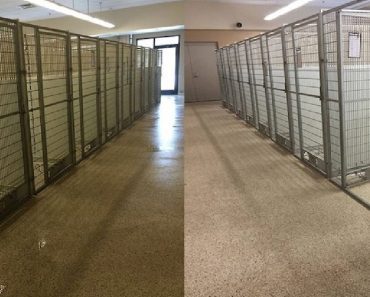 Ohio Shelter Holds Wildly Successful Adopt-A-Thon, Leaving Their Facility Completely Empty