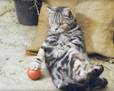Pay Close Attention To What This Angry Cat Does With His Ball…