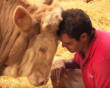 A Bull Who Spent His Entire Life In Chains Has Touching Reaction To Rescuer