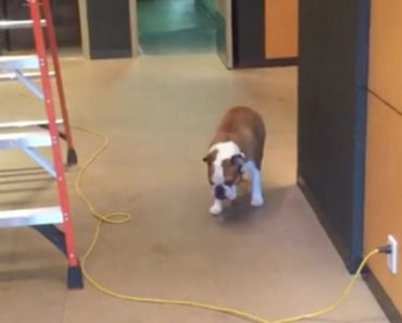 Bulldog Is Scared To Cross This Cable, But He Tackles The Challenge In A Brilliant Way…