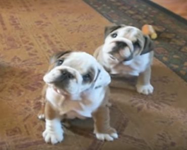 Best Compilation Of Bulldogs On The Internet, But Look Very Closely At The Ending…