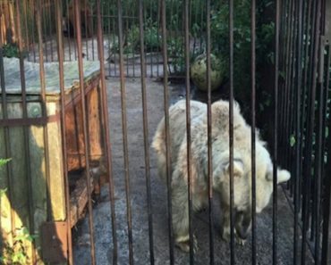 Bear Spent 30 Years Of Her Life Held Captive, See The Moment She Is Freed…