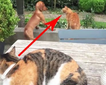 Cat Sees Another Cat Bullying His Doggy Friend And Has Hilarious Reaction…