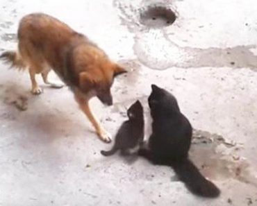 Mama Cat Takes Her Kittens To Visit An Unlikely Old Friend