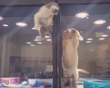 Cat Escapes Her Display Case To Play With The Lonely Puppy
