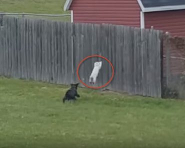 When Dogs Confront A Cat In Their Yard, He Makes An Unbelievable Leap Over The Fence…