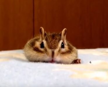 Watching This Chipmunk Trying To Get Comfy In Bed Is The Cutest Thing Ever