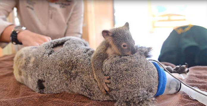 clingy baby koala