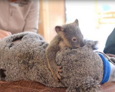 Baby Koala Insists On Staying By Mother’s Side During Lifesaving Operation
