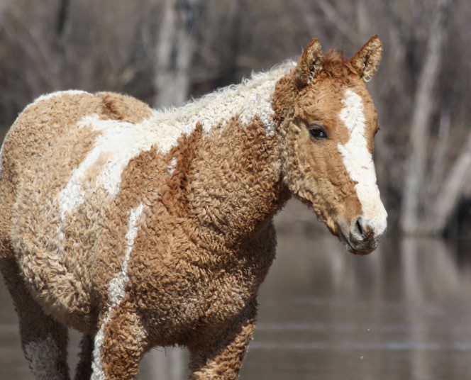 curly horses