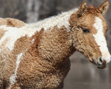 Curly Horse Breed Is Almost Too Cute To Exist