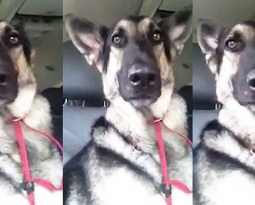 Many Dogs Can Do Tricks, But This Particular German Shepherd Has A Unique Talent…