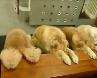 Mommy Is Preparing Meals For Her Dogs When She Turns Around And Sees Them Doing This…
