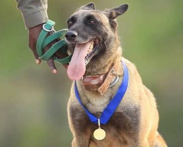 Courageous Dog Risks His Life To Save Hundreds Of Rhinos From Death
