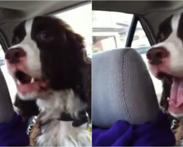 Dog Spots A Squirrel While Taking A Car Ride And Responds In The Most Hilarious Way