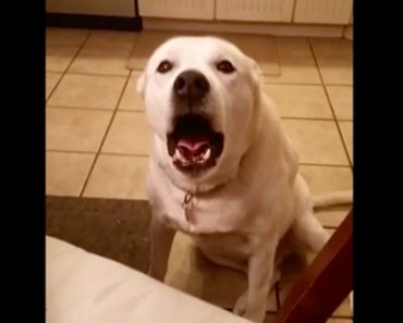 Charlie The Dog And His Owner’s Conversation Is Like Nothing You Have Ever Heard Before…