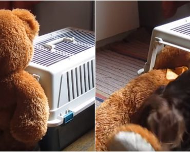 Determined Dog Squeezes His Giant Teddy Bear Inside His Kennel