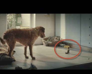 Inspirational Commercial Reminds Us How Dogs Gives Value To Their Owners