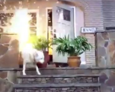 Man Who Scared Dog With Fireworks In Viral Video Faces Animal Cruelty Charges